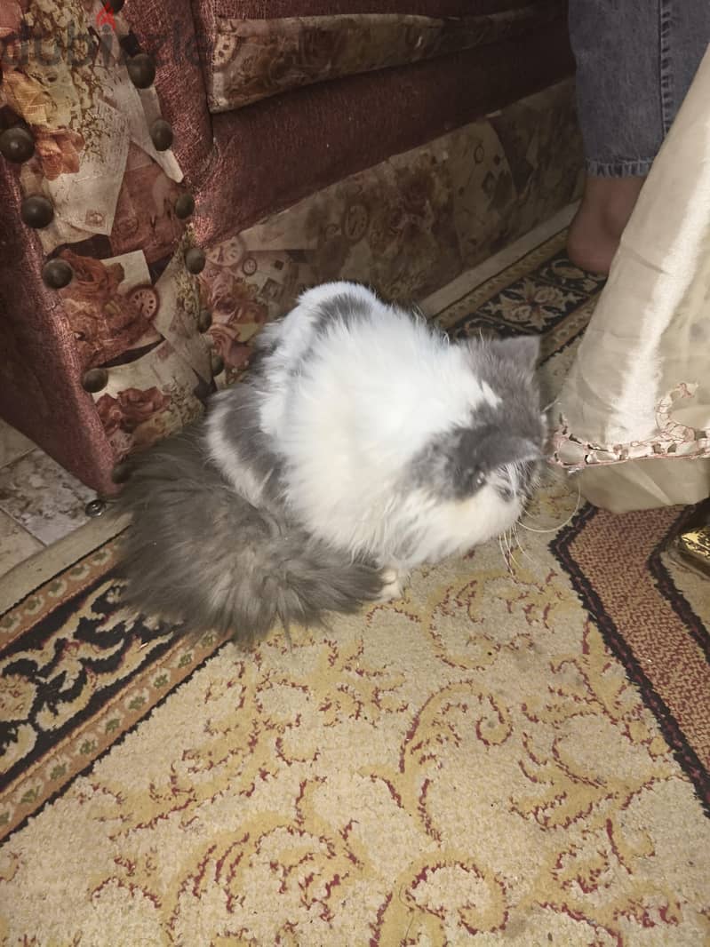 قط فان 2