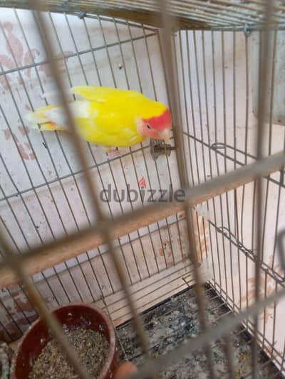 دكر لاتيني روز كبير