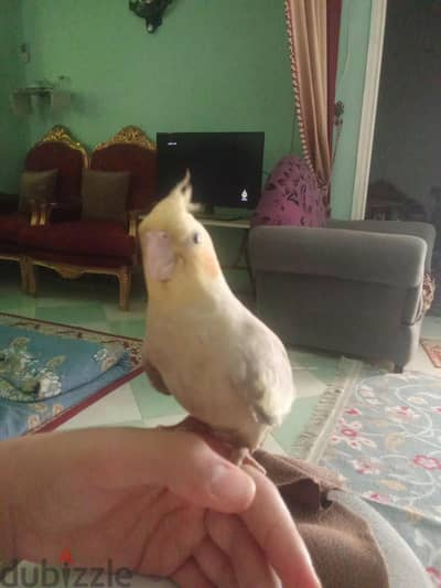 طائر كوكتيل مدرب تأكيل يدوي مدرب على الاستدعاء