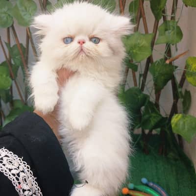 قطه هيمالايا بايكلر