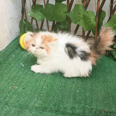 قطه كاليكو بيرشن زورار