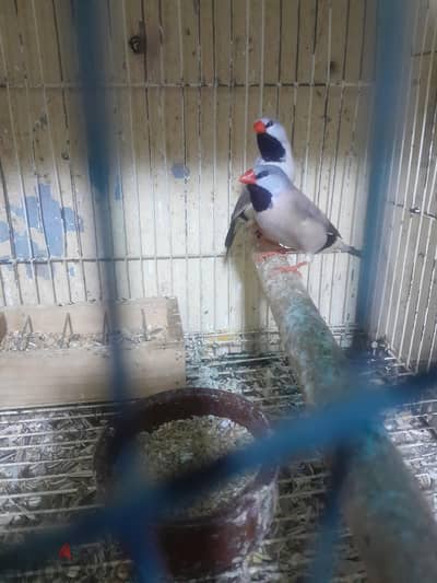 جراس فينش
