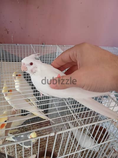 فروخ كوكتيل البينو