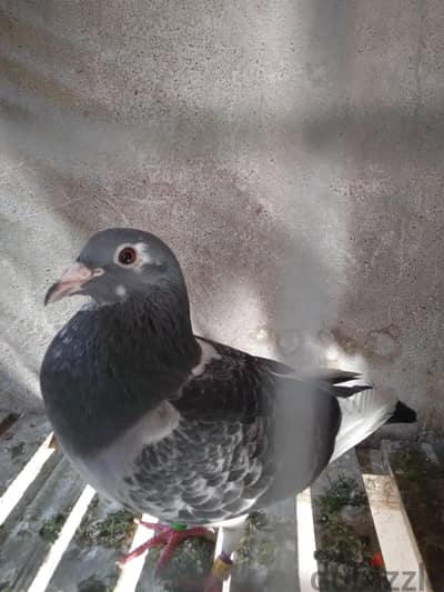 جان اردن