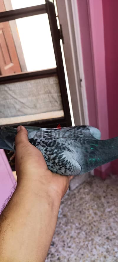حمام زعاجل