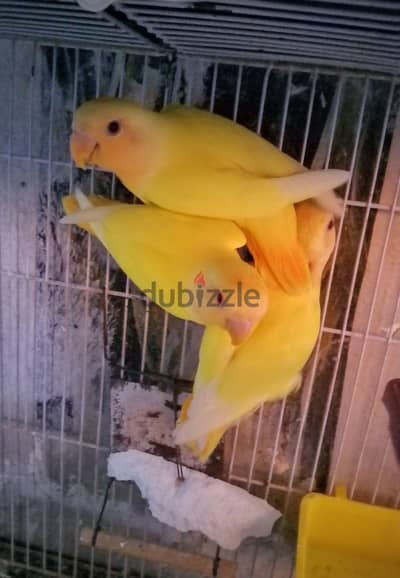 للبيع جوز روز لاتيني اوبلاين اورنج