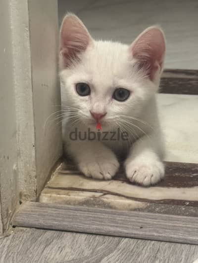 2 months male cat for adoption