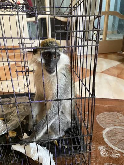 Monkey animal