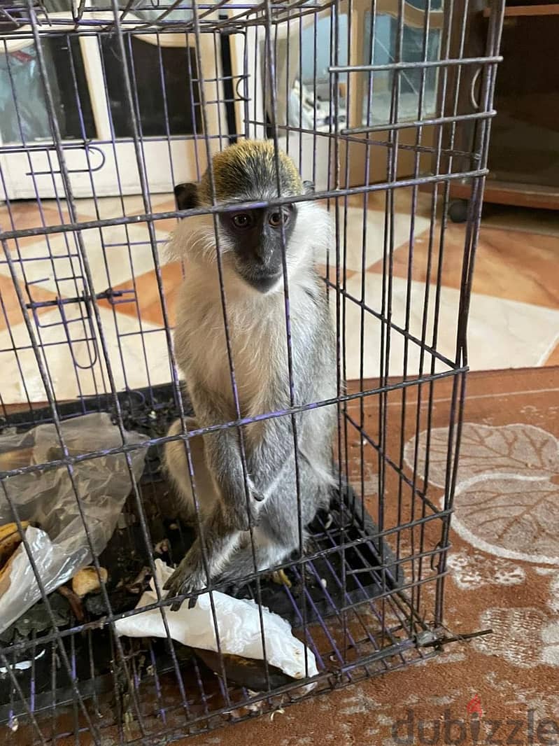 Monkey animal 1