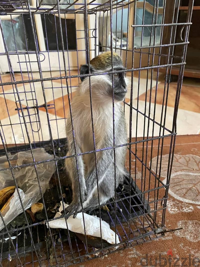 Monkey animal 2