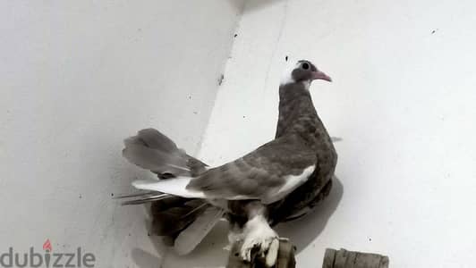 حمام هزاز