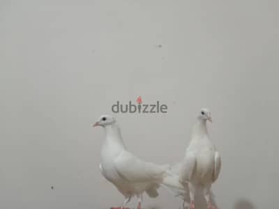 حمام هزاز ابيض