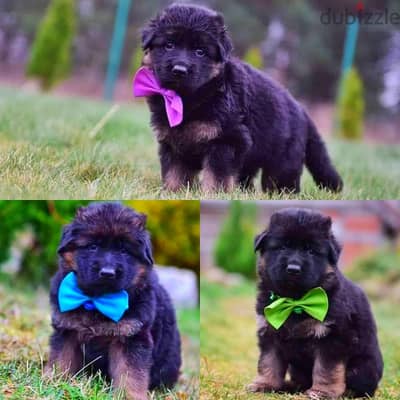 German Shepard puppy male female جراوي جيرمن شيبرد شولاين ذكر انثي
