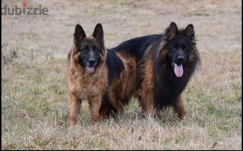 جراوي جيرمن شيبرد شولاين ذكر انثي ولد German Shepard puppy male female