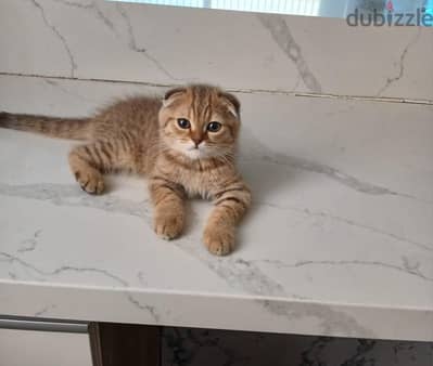 Scottish Fold Male kittens