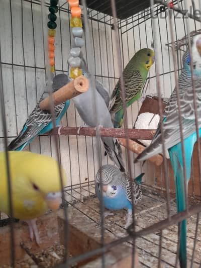 شباب انصاص