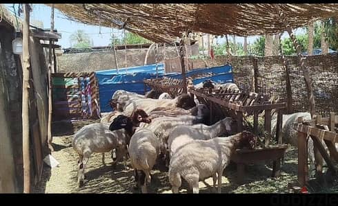 عرض أمهات برقى حر للبيع