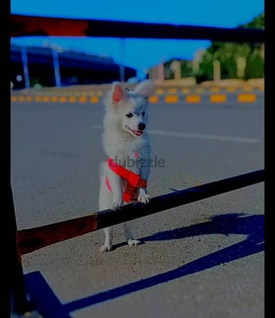 جيرفون فرنساوي