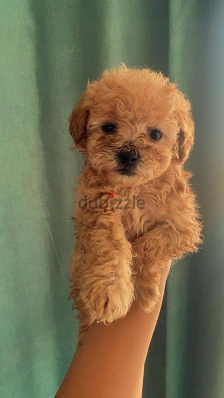 female mini poodle 1