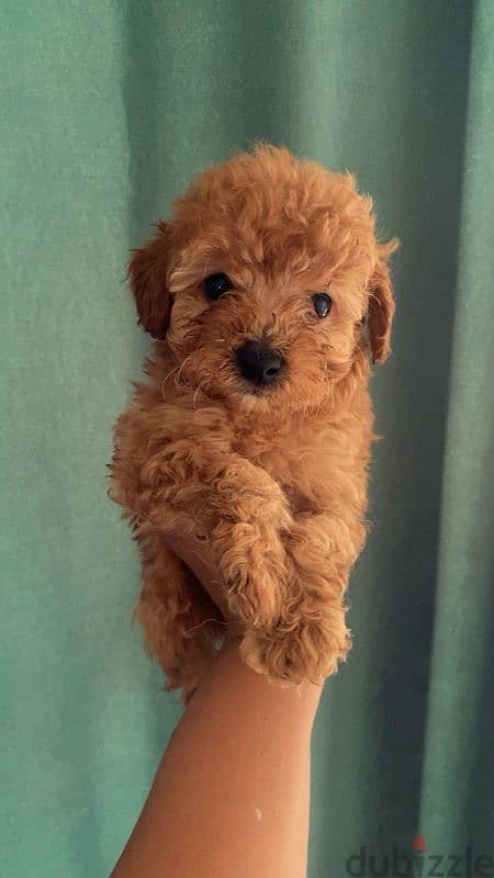 female mini poodle 2