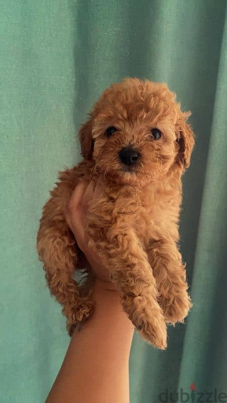 female mini poodle 3