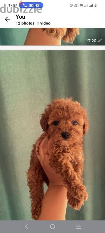 female mini poodle 4