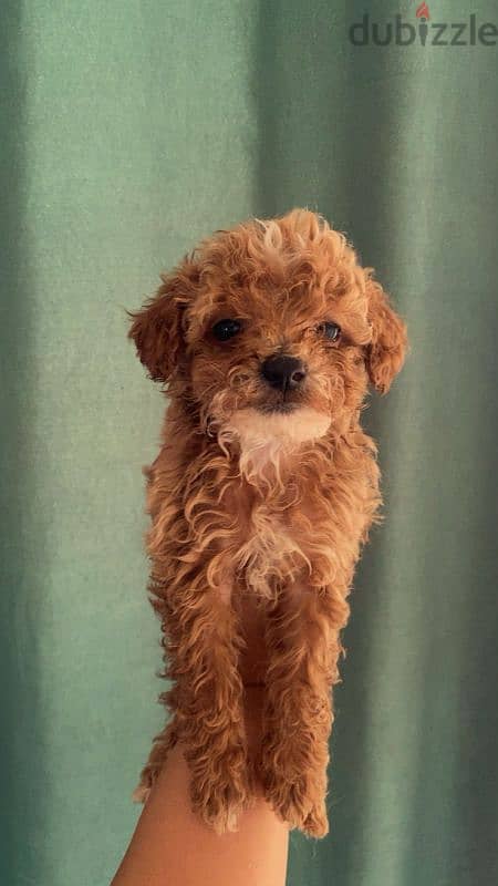 female mini poodle 6