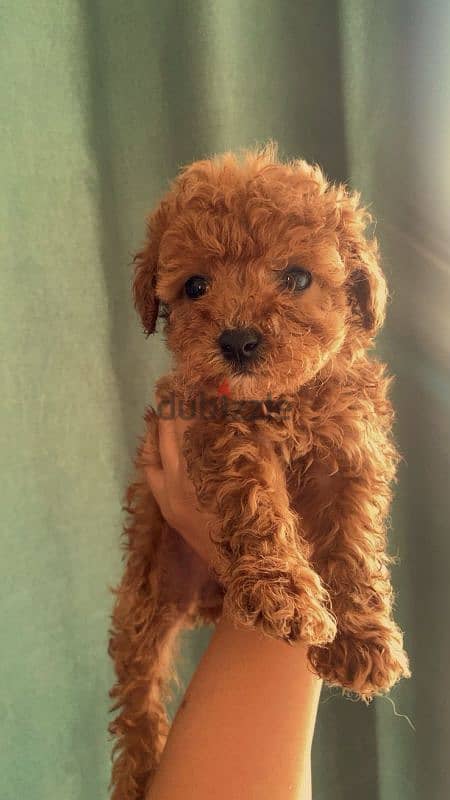female mini poodle 7