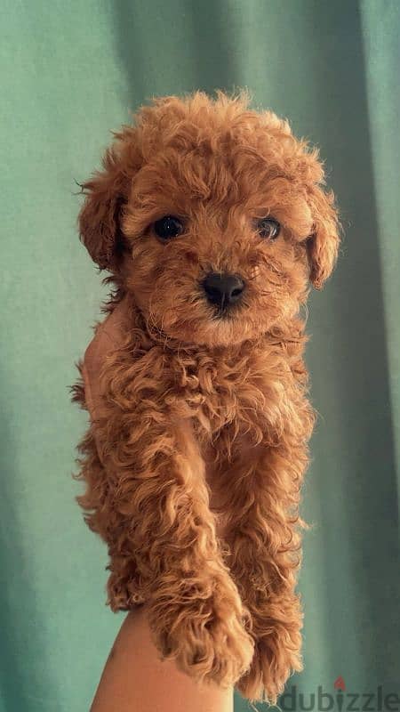 female mini poodle 8