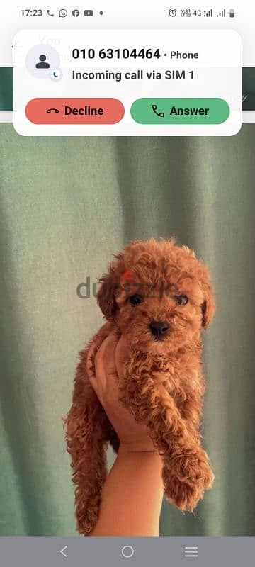 female mini poodle 9
