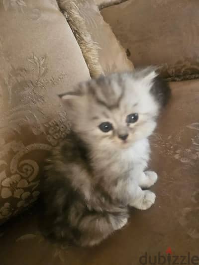 قطه شيرازى بيور