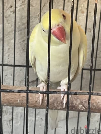 انثي ببغاء درة هندي كريم اينو