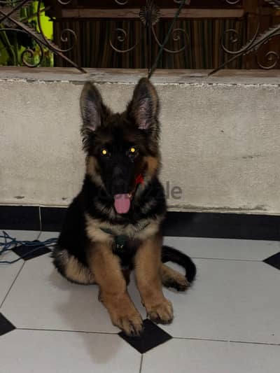 German shepherd