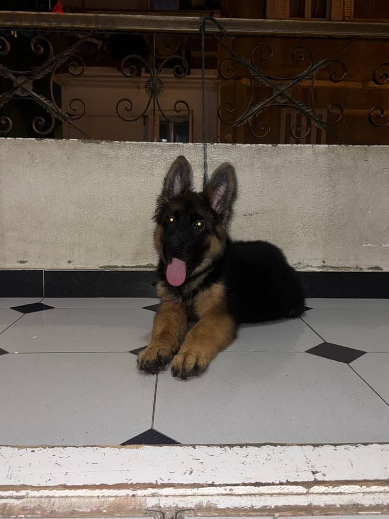 German shepherd 2