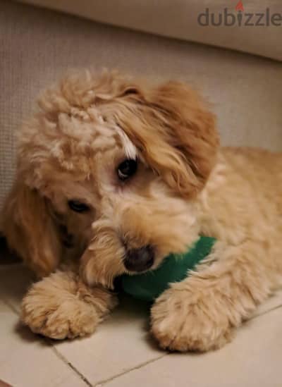 Male Maltipoo for sale
