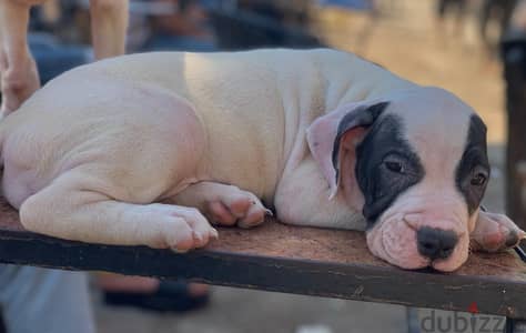 أمريكان بولي American bully
