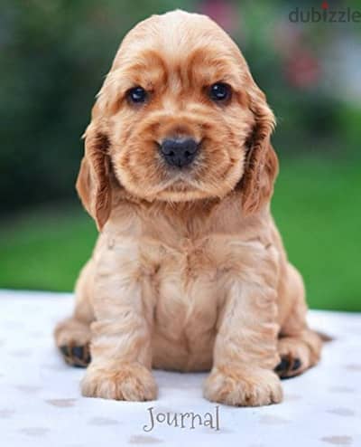 50 day puppies available male and female