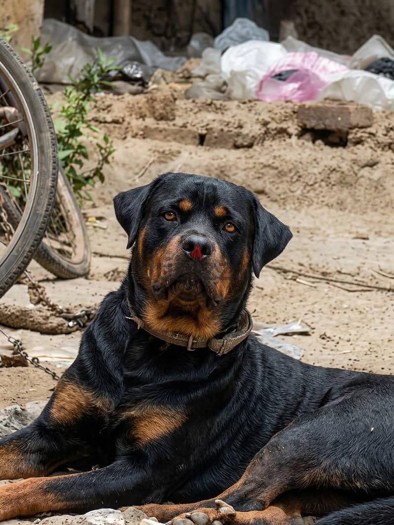 Rottweiler pure breed حراسه منشاءت 1