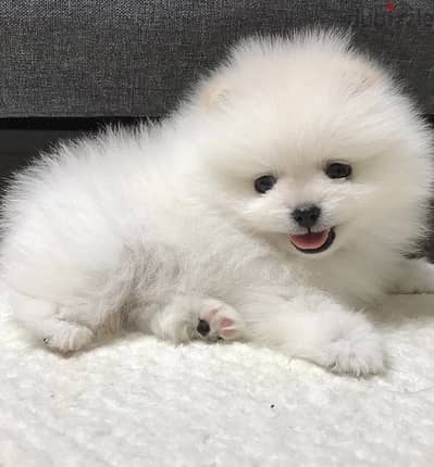 Puppy Pomeranian