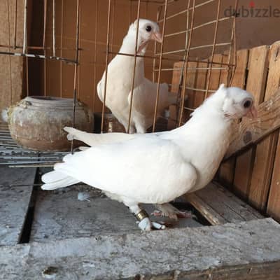 زغلولين بنايده