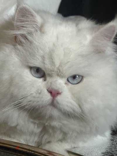 قط  عاوز عروسه