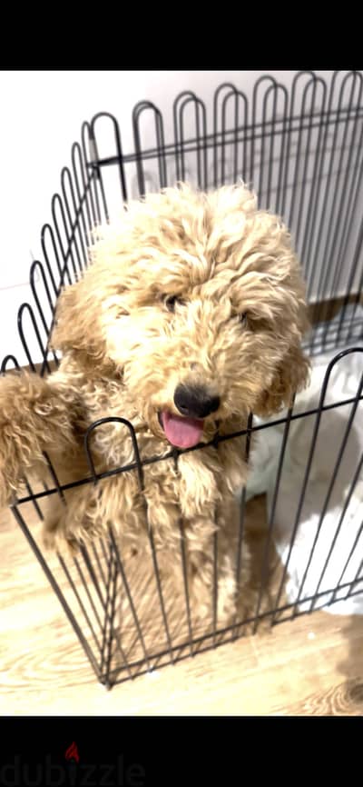 Goldendoodle اقل من ست شهور