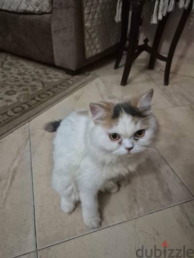 قطه للتبني  - Cat for adoption