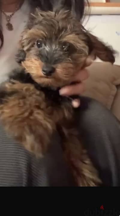 5 months yorkshire