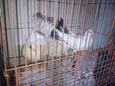 موجود قص هزاز  وطيره لوحده لبيع او البدل ب عصفير