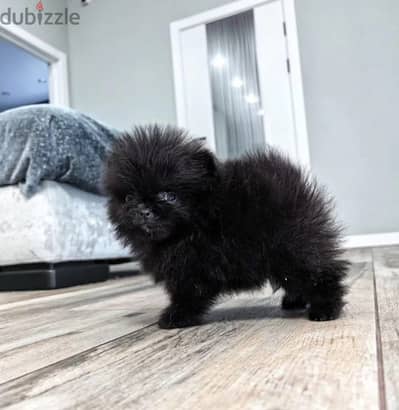 Pomeranian puppy boy from Russia