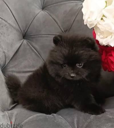 Pomeranian puppy boy from Russia