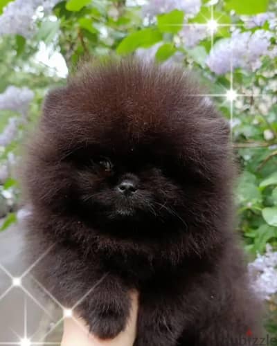 Pomeranian puppy boy from Russia