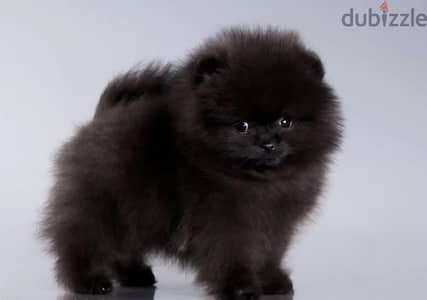 Pomeranian puppy male from Russia