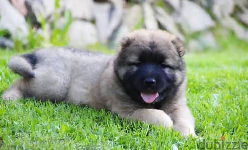 Caucasian shepherd puppy boy from Russia